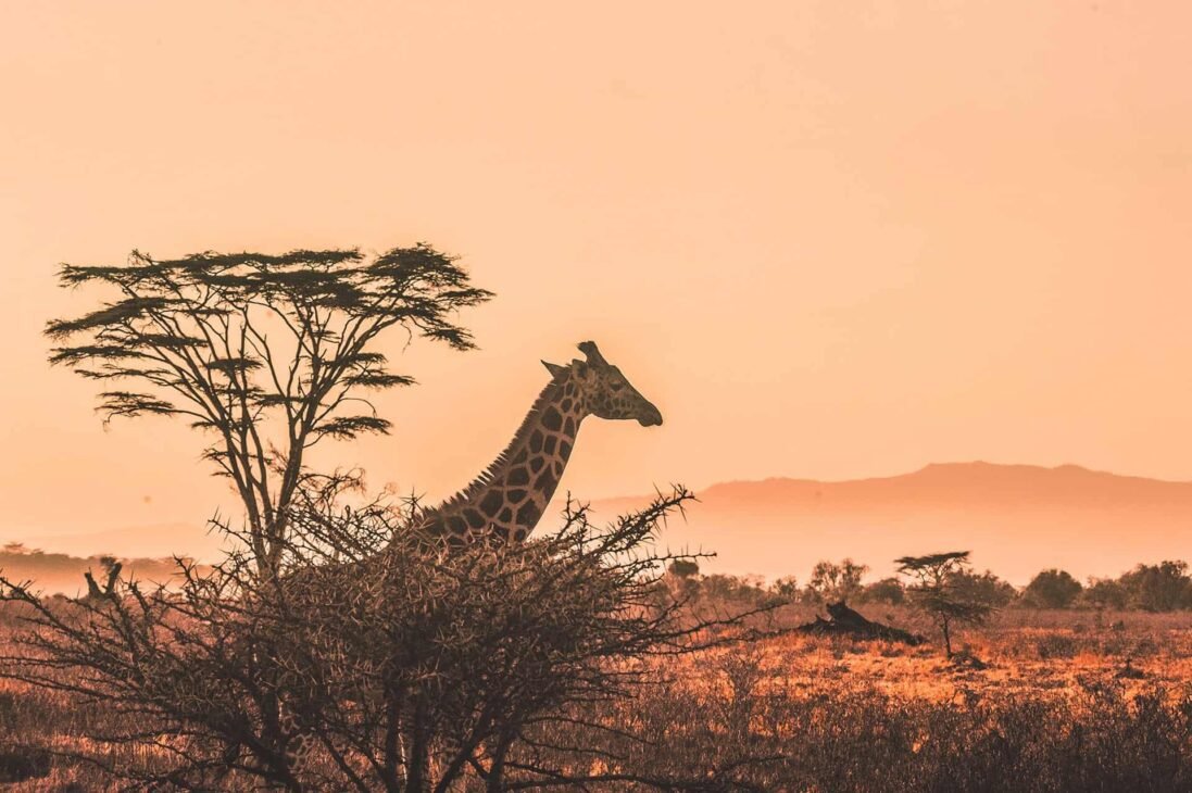 a giraffe in a tree