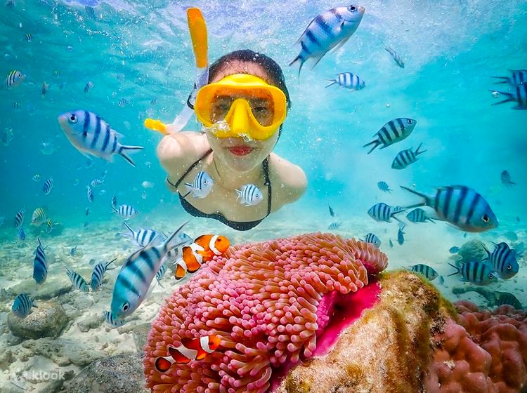 Опыт подводного плавания с маской и трубкой Nemo. Присоединяйтесь к однодневному туру на скоростном катере из Паттайи — Klook