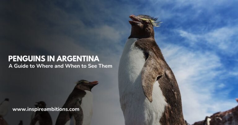 Penguins in Argentina – A Guide to Where and When to See Them