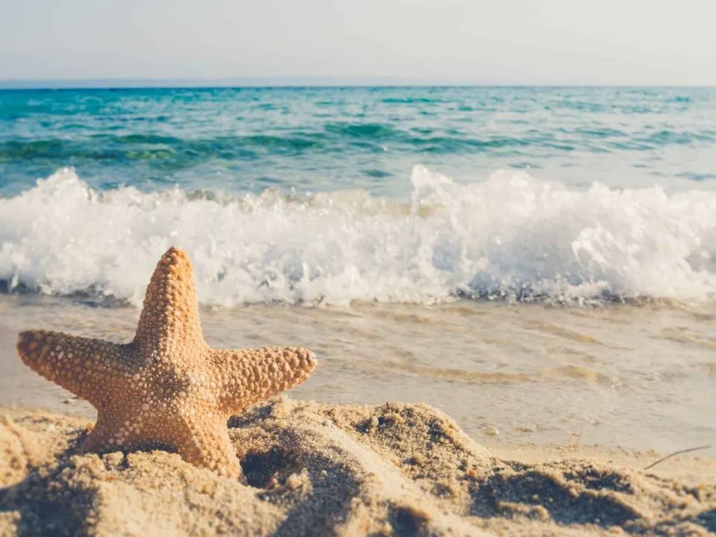 250+ Best Beach Quotes for Ocean Lovers